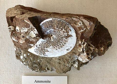 caoil_fossil_ammonite.jpg