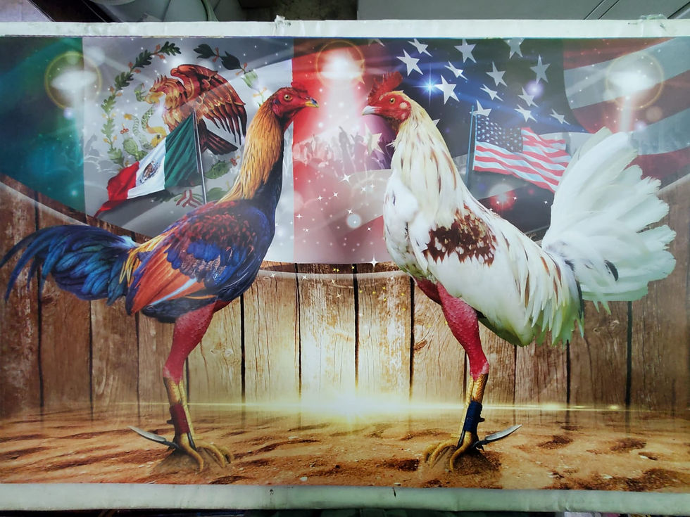 Miniatura: Gallos 01