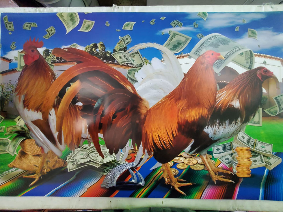 Miniatura: Gallos 01