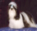 Anerican Champion Benson