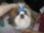 Champion Bruce