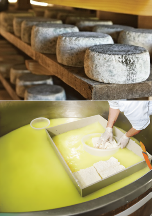 Optimizes Cheese Factory Treatment.png