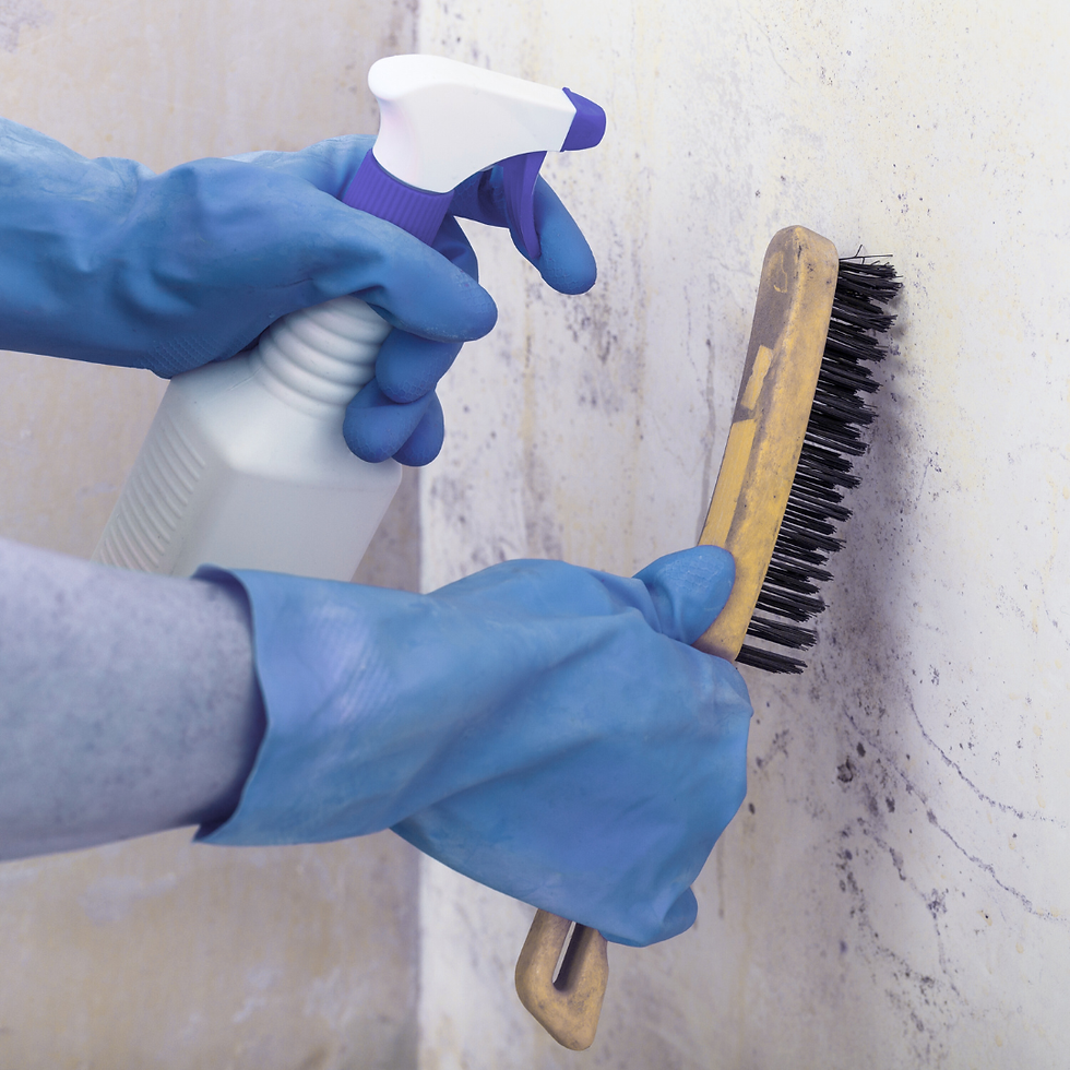 Mould Removal.png