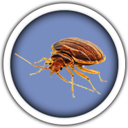 george_bed bug_1.png