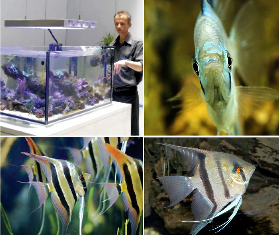 Angelfish Protocol Is Improved in Germany.png