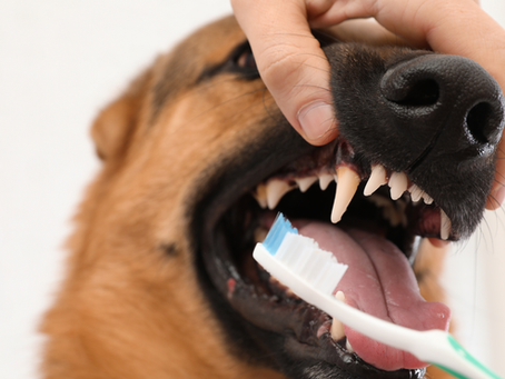A dog with the owner brushing his teeth.