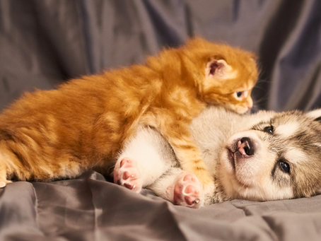 A puppy and kitten laying down and resting.
