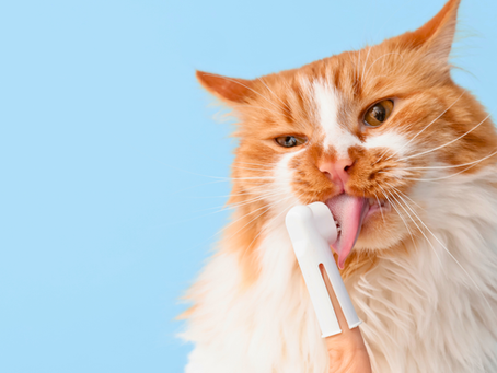 A cat brushing teeth