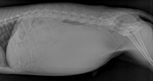 Figure-1-Splenic-Mass-Radiograph (1).jpg