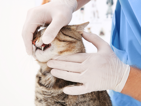 Why Dental Disease Impacts More Than Just the Mouth