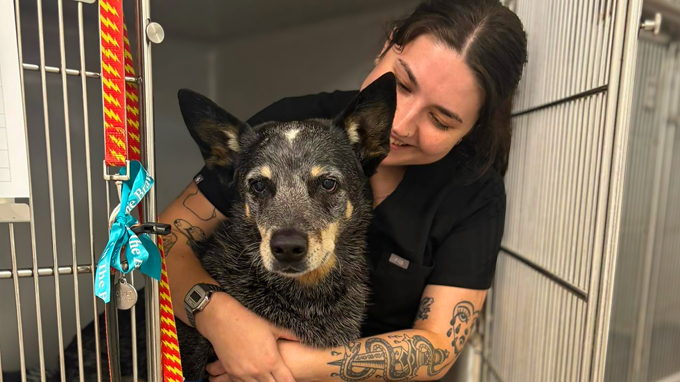 A vet doctor in a clinic with a dog.