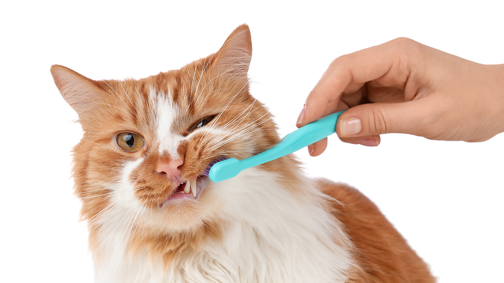 Top 7 Cat Dental Care Tips Every Pet Parent Should Know Before It's Too Late