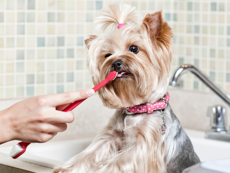 Your Vet’s Guide to Easy, Everyday Dental Care for Pets
