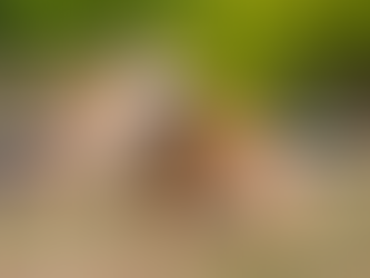 A dog in a park scratching.