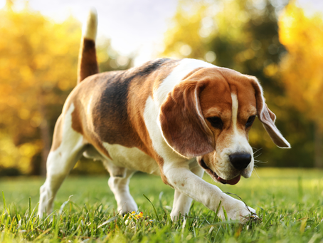 A dog in backyard during autumn season. 