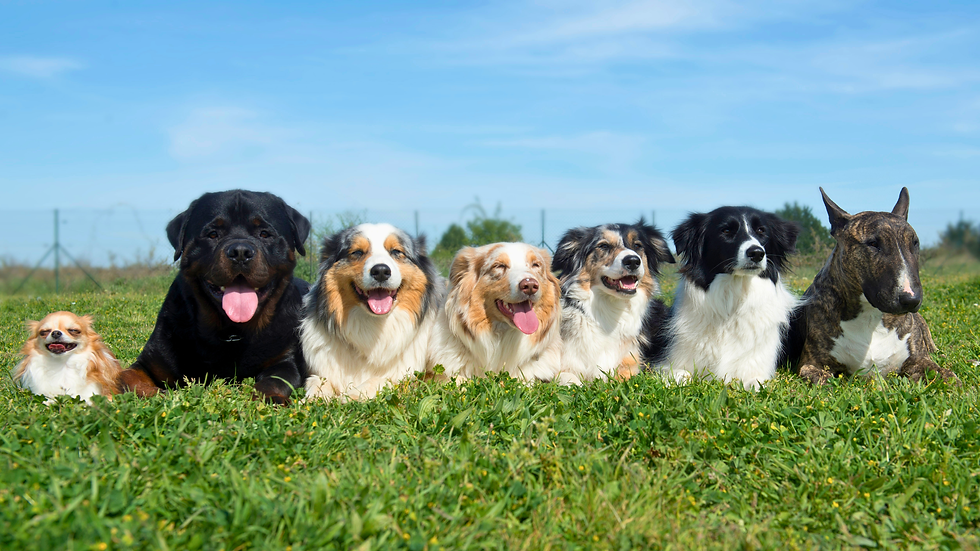 A group of dogs lined up together