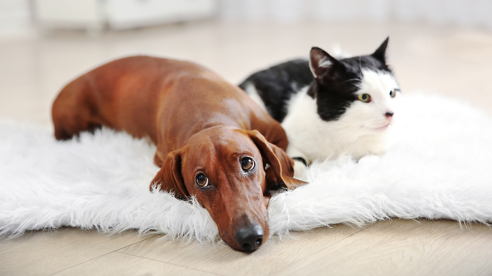 A senior dog and cat resting in a living room.