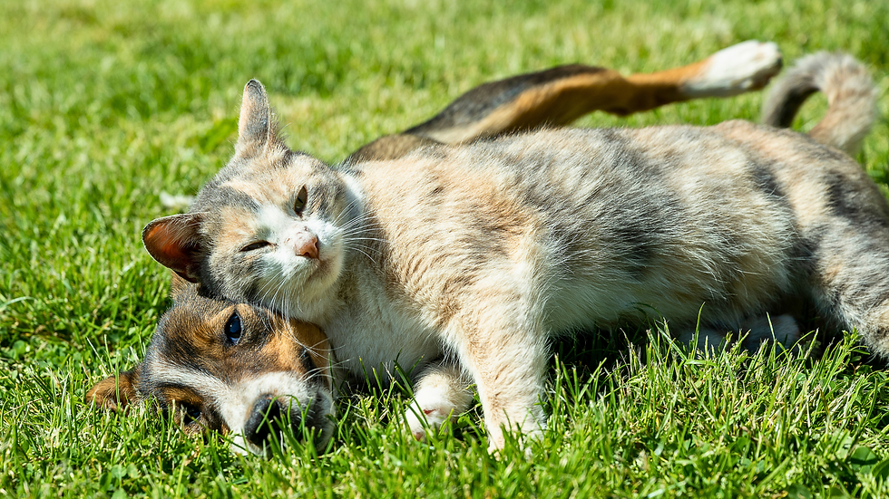 A dog and cat playing in the backyard. 