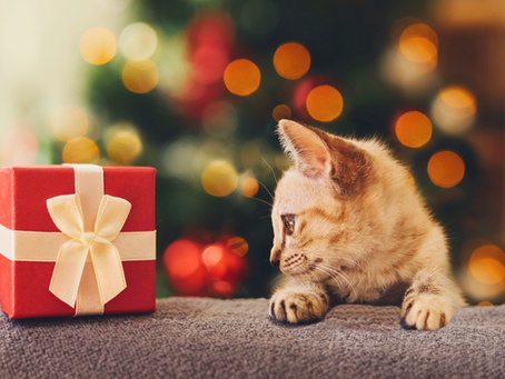 Pet-Friendly Presents: Safe Christmas Gifts for Puppies & Kittens