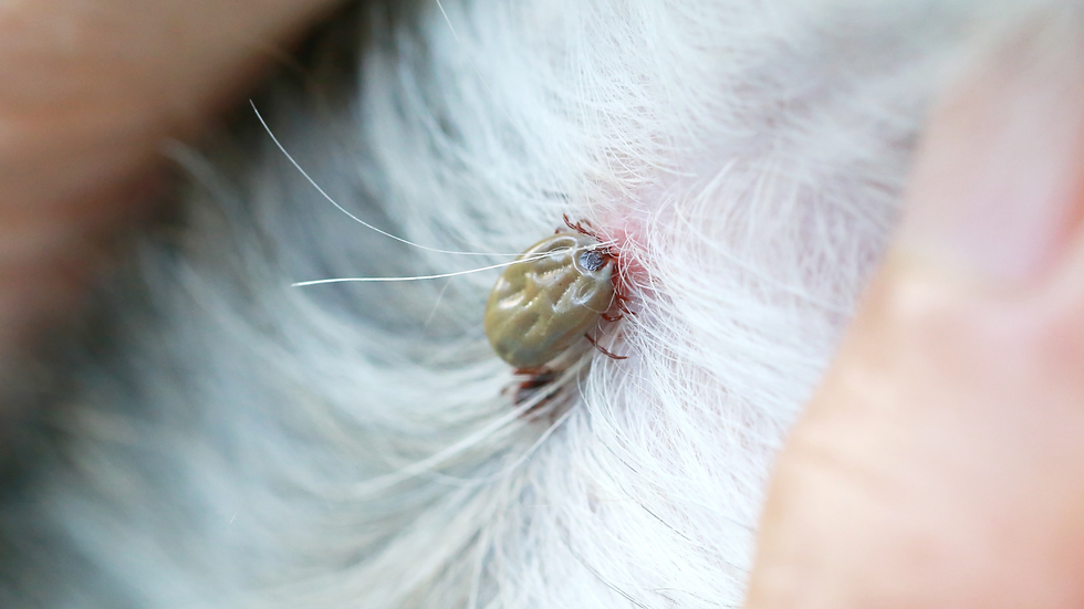 Close-up of a tick attached to white dog fur, with pink skin visible nearby and soft blurred background.