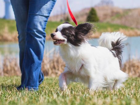 A dog and a owner near the lake having a walk