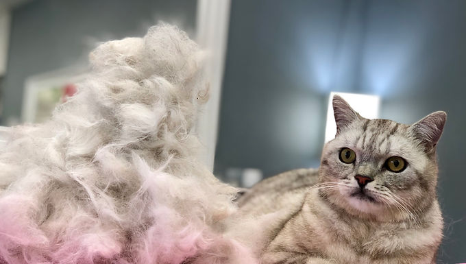 Cat Grooming Taster Day 