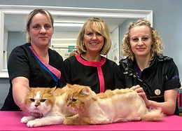 PIF Certificate of Cat Grooming Competence