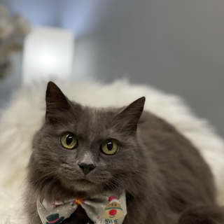 Beautiful nymeria looking festive