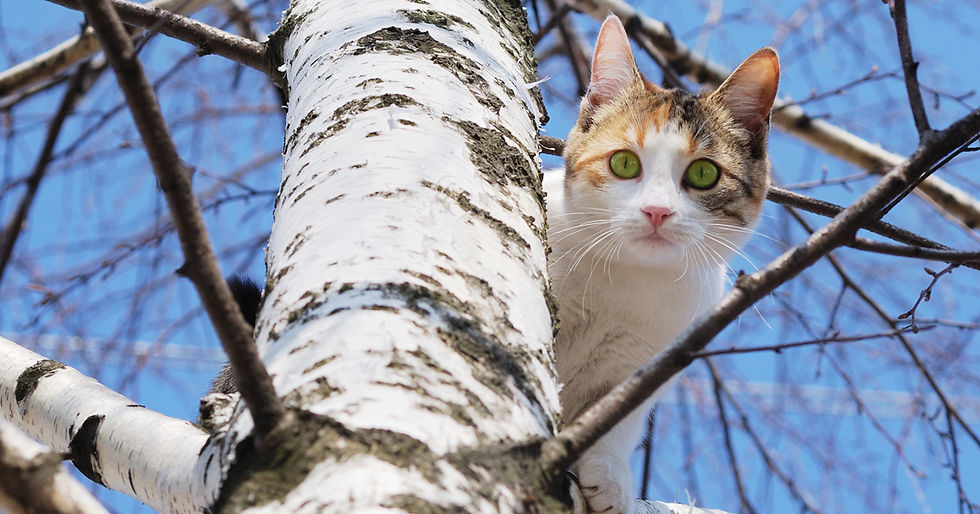 9 жизней: как сотрудники МЧС спасают кошек и не только