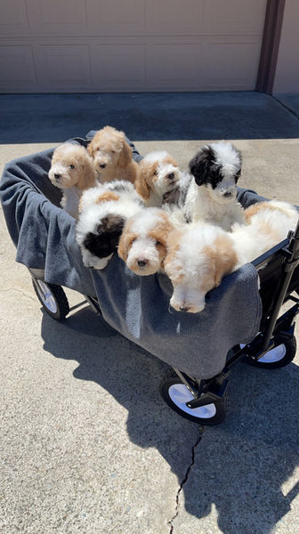 Ur Favorite Doods. Goldendoodle puppies.