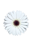 ガーベラホワイト_edited.png