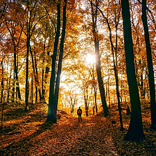 autumn-1812180_1280.jpg
