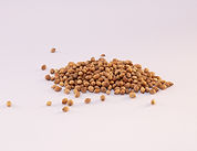 CORIANDOLO