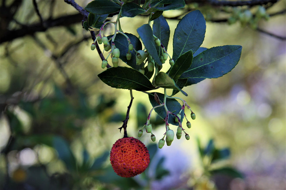 C'est ma magie et ma médecine...