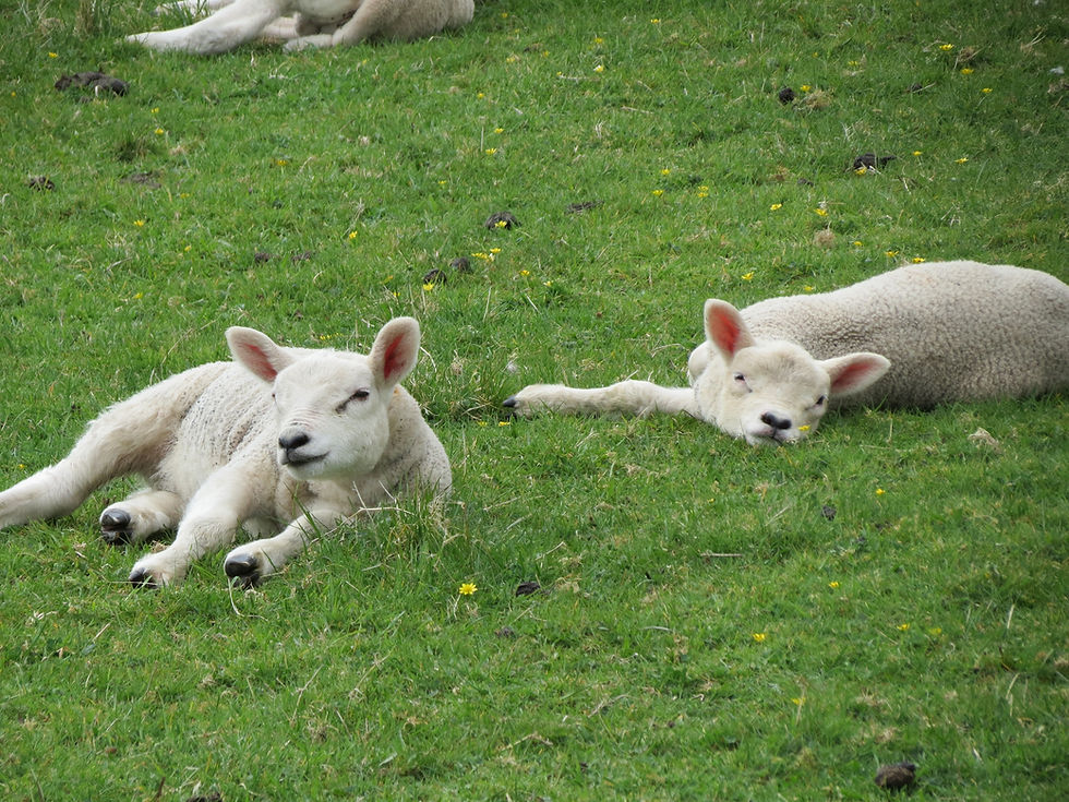 lambs-7401841