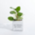 Plant.jpg