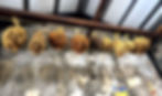Various type of Millet