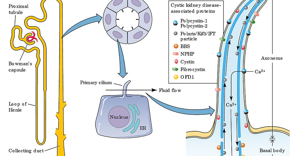 Fig3.jpg