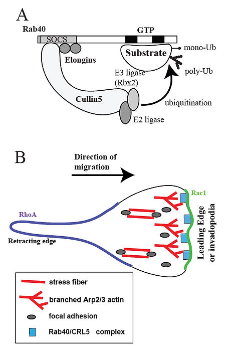Fig2.jpg