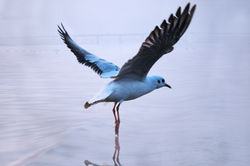 siberain birdcopy1.jpg