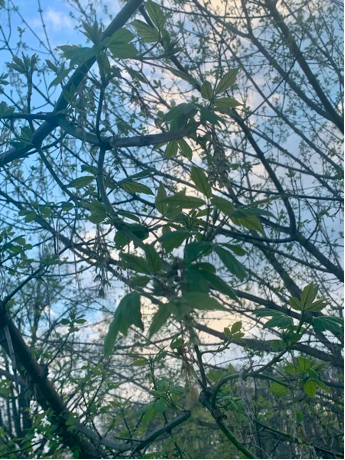 young spring green leaves of an Acer negundo tree