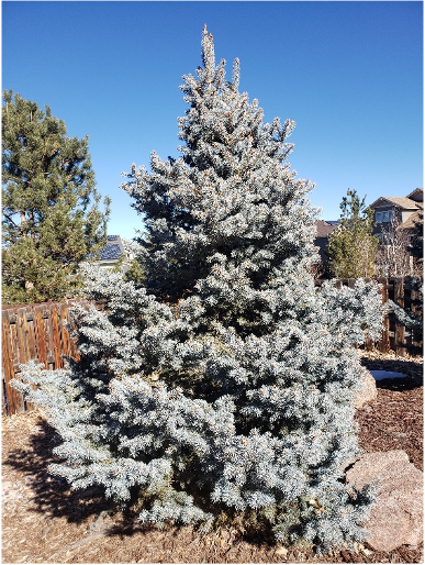 a blue-grey spruce tree