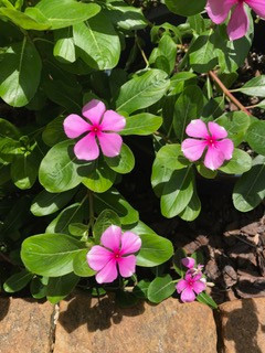 Catharanthus roseus