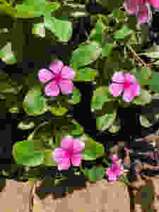 Catharanthus roseus