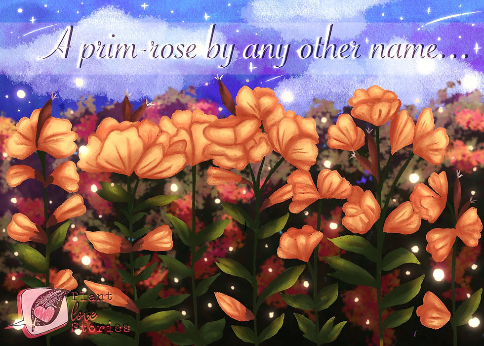 Illustration of evening primrose against a night sky with the words "a prim-rose by any other name"