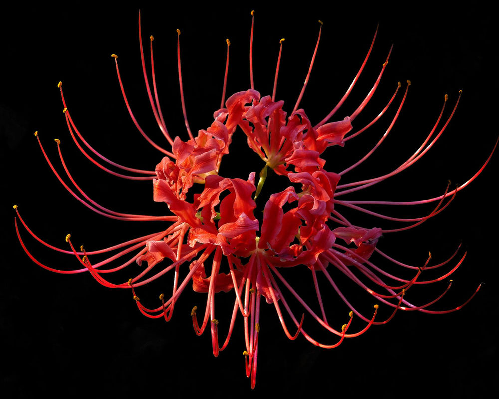 Bridge To Hell Red Spider Lily Bridge To Hell Red Spider Lily
