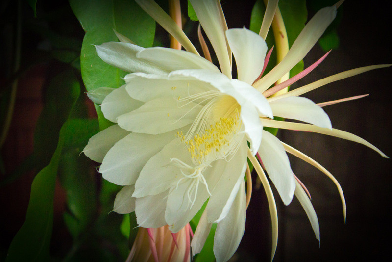 Get Wallpaper The Cinderella Of Plants HD