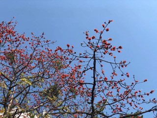 Distance photo of a tall tree with red flowers