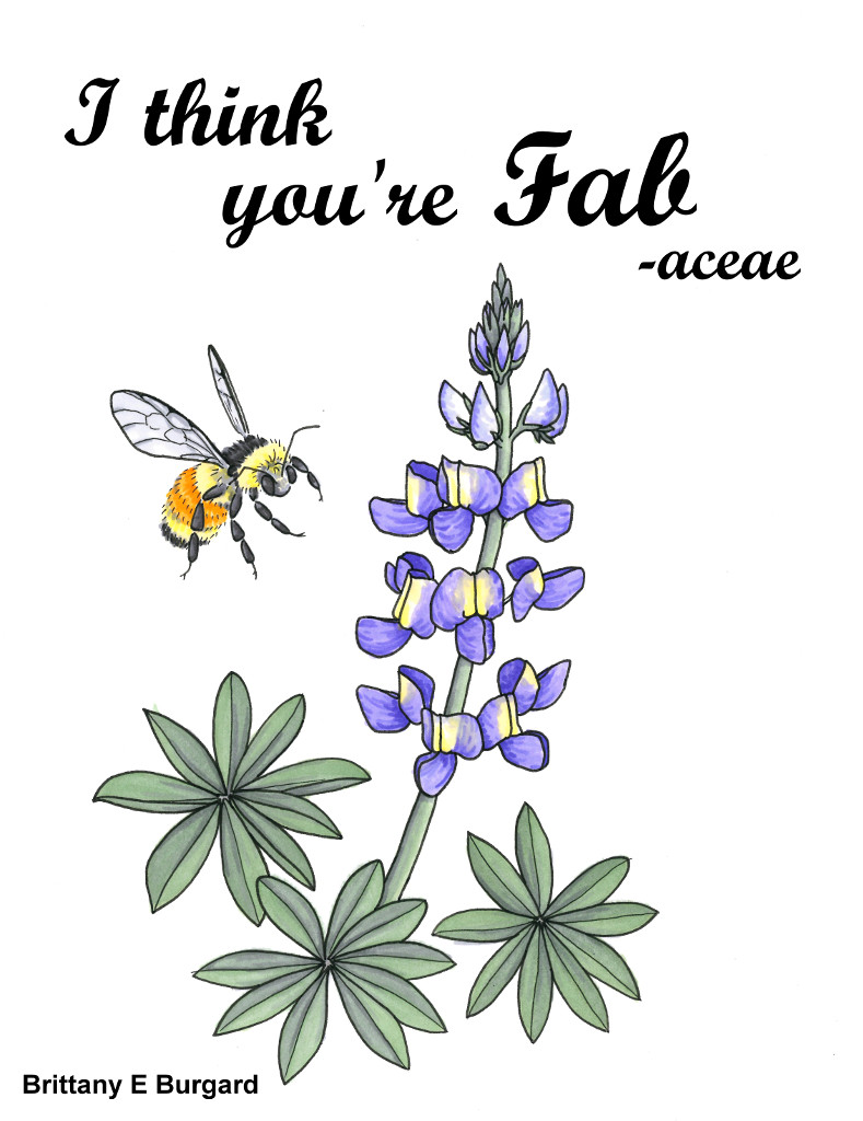 Illustration of a lupine with the text "I think you're fab-aceae" (Fabaceae is the plant family with lupines).