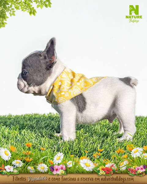 Filhote bulldog frances